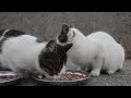 Hungry kittens desperately eat food. god bless!