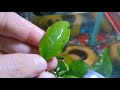 Introducing anthem and Crystal and if you thoughts on anubias and ivy:)