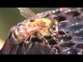 Bee Hunting: Finding a Wild Colony of Honey Bees