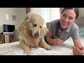What a Golden Retriever does to get attention from his Mom
