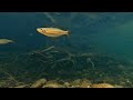 Daintree Rainbowfish (Cairnsichthys bitaeniatus) Wild biotope Daintree National Park Queensland.