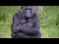 13 day old gorillatwin @Burgers' Zoo