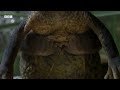 Frogs Race For Love | Planet Earth III | BBC Earth