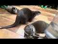 Otters in Japan