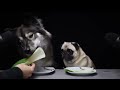 Wolf Dog Reviews Food With Pug!