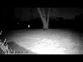 Cats facing off with orbs checking them out #ufo #uap #cryptids #securitycamera