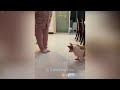 YOU LAUGH YOU LOSE 😻🐶 Best Funny Animals Video 2024 🐱