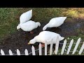 Ducks Grubbing for some yum yums