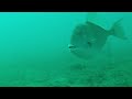 Offshore Florida Wreck Fishing for Amberjack and more!  St. George Island, Carrabelle, Apalachicola
