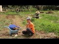 We finally prepared the garden for the new season; cleaning, weeding, mulching, garden under hay