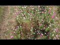 EP48. 핑크뮬리, 코스모스, 유채꽃을 다 볼수있는 부산 시민의 쉼터 / 황산공원