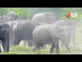 Elephant Diaries | Asian Elephant Herd in Action | Wild Animals Sri Lanka