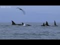 Humpback whales' attempt to stop killer whale attack - Planet Earth Live - BBC One