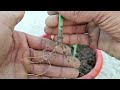 How to grow lemon plant from cuttings | कटिंग से नींबू का पौधा कैसे उगाएं | #viral #plants #ytvideo