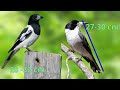 Butcherbirds In Australia - The Executioners Of The Bird World