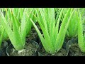 How To Make Aloe vera Grow Big Faster