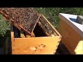 Beekeeping 5 rookie mistakes in this video that you can learn from