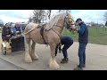 London Harness Horse Parade Ardingly 2024