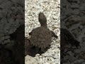 Snapping turtles emerging from nest