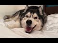 Hayfever Husky Tries To Shove Me Out Of My Own Bed!