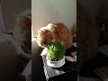 Bella the Cat Loves her new Plant