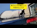 ハチが車の上でかわいい動き#134 　Cat makes funny movements on the car고양이 차에 재미 있는 움직임