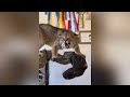 Mounting a Taxidermy Bobcat