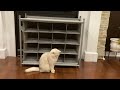 Cute Cat playing smartly | Coco the Cutest Cat