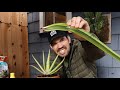 How to Grow Aloe Vera in Containers and Harvest Massive Leaves