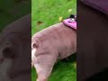Pretty English Bulldog meets Magpie bird on the grass watches walks over to it cute British Bulldog