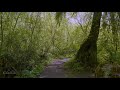 4K Virtual Walk in the Forest along the Creek - Upper Coal Creek Trail - West Trailhead