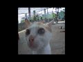 Laugh Uncontrollably! Best Funny Cat Videos 2024 🤣 Funniest Catss 😂