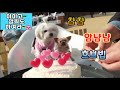 [ 아작뚱 ] 카페댕 브이로그(슈 생일 기념) (요키, 요크셔, 작은 강아지, 아롱이)