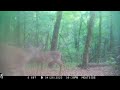 6 Months of Deer Trail Camera Videos (Alabama Wildlife)