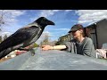 The Ultimate Guide To Befriend A Crow