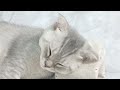 Try Not To Laugh 😻🐶 Funniest Cats and Dogs 2024 🐈🐕