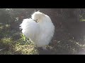 Silkie rooster doing Predator Warning Growl.