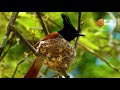 Bird Watching in Sri Lanka - Flycatcher | Wild Animals Sri Lanka
