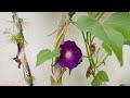 How To Grow And Care Morning Glory Vine Morning Glory July Care tips Morning Glory From Seeds Hindi