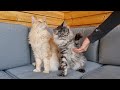 How to Teach Paw Tricks to a Cat!