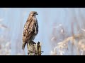 Red-tailed Hawk on post edited--VIDEO HAS NO SOUND