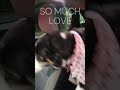 Excited Dog Picks up Daddy from Airport - The Wiggles at the End are Everything 🥰😍#dog #doglover