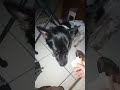 anjing makan roti