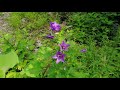 Mountain Forest & Meadow | Virtual Hike, Forestsounds, gravelsounds Stressrelief, Relaxation