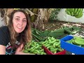 How to Harvest Bananas | Growing Bananas is Easy