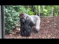 Silverback Gorilla are built to face Danger #gorilla