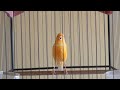 Belgian canary tempts all the canaries to sing - the most magical training