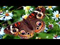 Blossoming butterflies come (HD1080p)