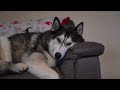 Husky Directs Nan Where To Scratch His Butt While Sitting On HER Seat!
