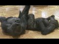Gorilla Siblings Who Are So Close | The Shabani Group